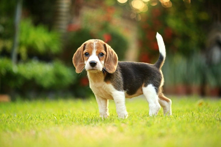 At-What-Age-Do-Beagles-Dog-Breed-Stop-Growing