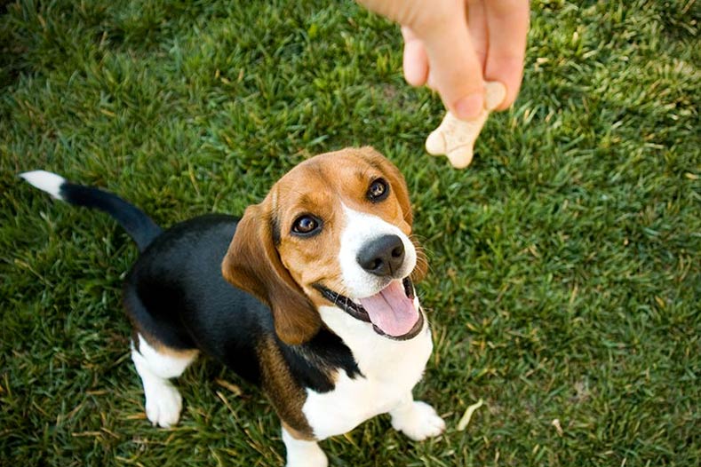 What Kind of Treats Should I Use to Train My Dog - Fumi Pets