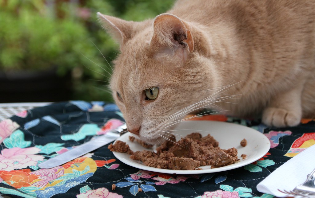 Best Cat Foods for Constipation