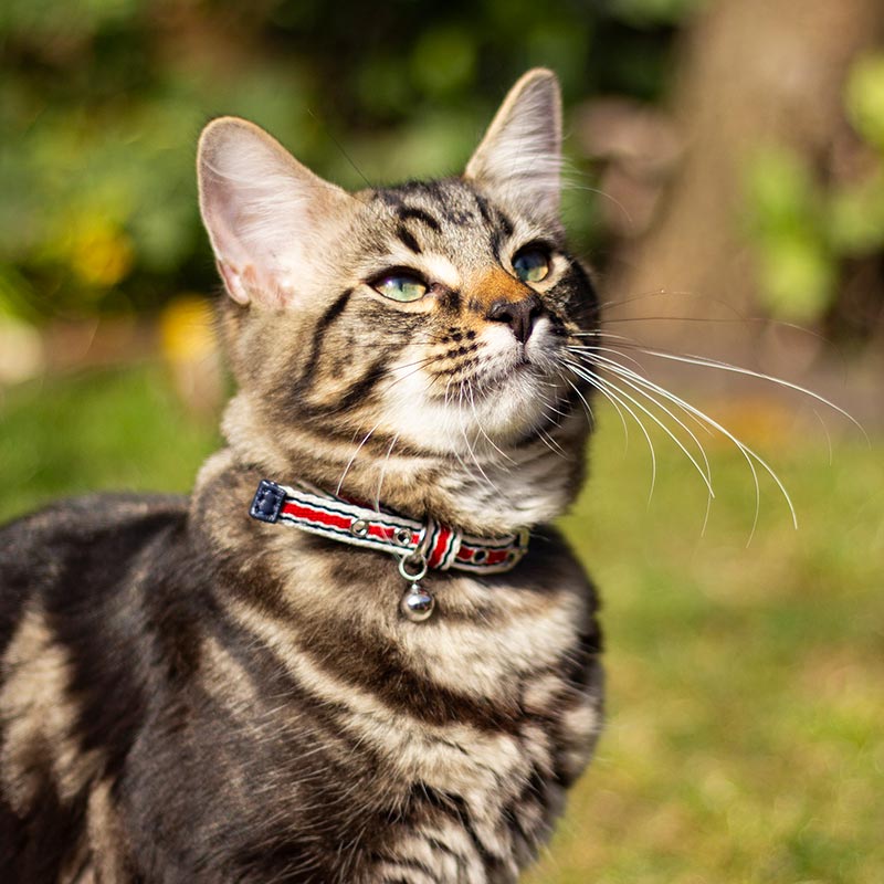 Cat Collars for Cats That Hate Collars