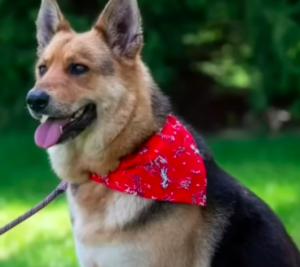 Nikki's Journey: How Community Compassion Transformed the Life of an Abandoned German Shepherd