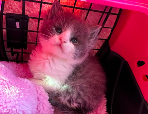 Kitten Saved by a Compassionate Community