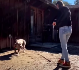 Fear-Paralyzed Pitbull Discovers Love and Trust: