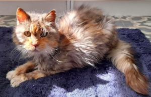 22-Year-Old Cat Escapes Euthanasia for Golden Retirement