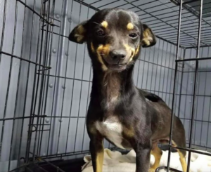 Pooch with a Smile that Stole the Internet's Heart