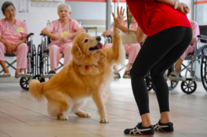 Dancing Dogs Delight Singapore's Elderly