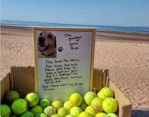 Man's Best Friend geëerd met gratis tennisballen op Beloved Beach