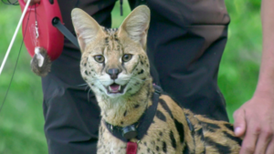 The Miraculous Homecoming of a Missing African Serval Cat