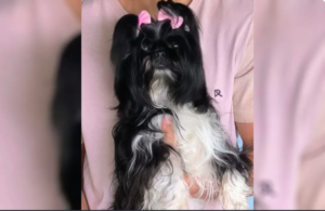 Pet Dog Luma Perishes in Shocking Pet Shop Incident in Goiânia