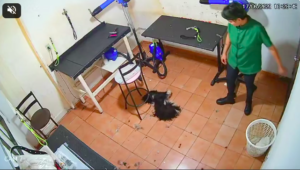 Pet Dog Luma Perishes in Shocking Pet Shop Incident in Goiânia
