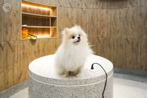 Redefining Hospitality with Pet-Friendly Paradise