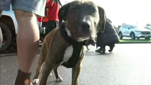 Rising Dog Attacks Amid Auckland's Canine Boom
