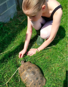 Lost Northumberland Tortoise Found After Two Years and Five Miles Away

