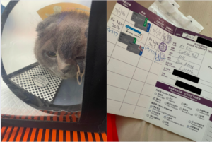 "Ar Fu the 17-Year-Old Scottish Fold from Hong Kong Rescued in Singapore"