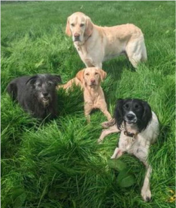 Supervivencia milagrosa de cinco perros después de un incidente de envenenamiento en Co Down Park
