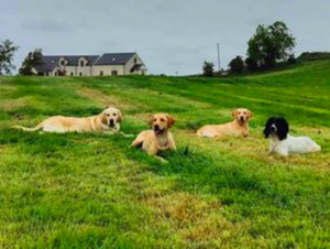 Brīnumainā piecu suņu izdzīvošana pēc saindēšanās Co Down parkā