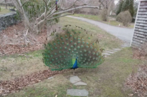 The Heartfelt Search for a Beloved Peacock