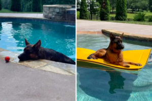 German Shepherd's First Encounter with the Pool