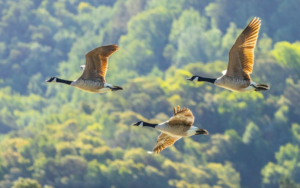 Climate Change Affect Birds' Migration