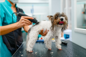 Tips for Maintaining and Cleaning Your Dog Grooming Blades