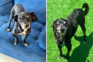 Senior Dogs 'Overlooked' in Shelter Get Glitzy