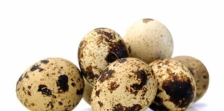 All You Need To Know About Quail Eggs