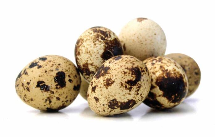 All You Need To Know About Quail Eggs