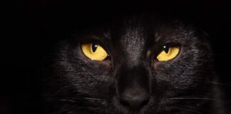5 Amazing Things About Black Cats - Green Parrot News