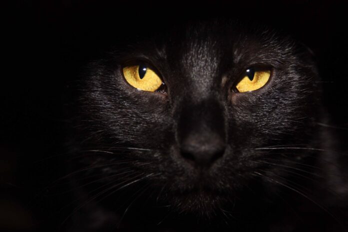 5 Amazing Things About Black Cats - Green Parrot News