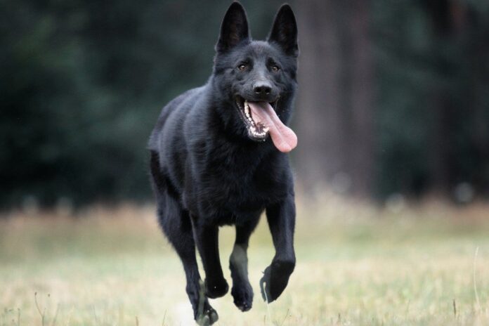 7 Amazing Facts About The Black German Shepherd - Green Parrot News