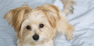 7 Fascinating Facts About Morkies (Maltese Yorkie Mix) - Green Parrot News
