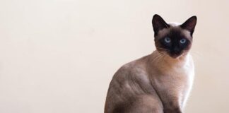 8 Amazing Facts About Siamese Cats - Green Parrot News