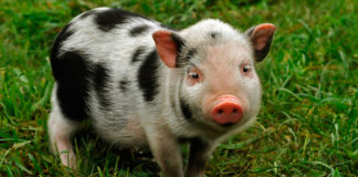 9 Important Thing To Know Before Getting A Teacup Pig - Green Parrot News
