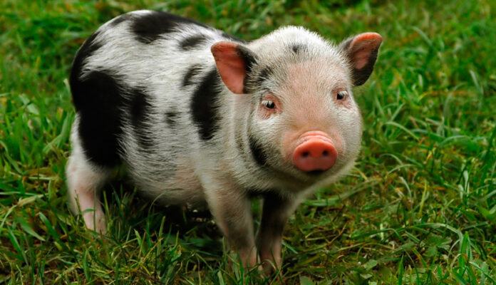 9 Important Thing To Know Before Getting A Teacup Pig - Green Parrot News