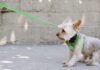9 Best Dog Training Collars of 2021 - Green Parrot News