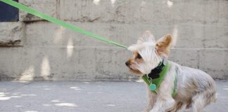 9 Best Dog Training Collars of 2021 - Green Parrot News