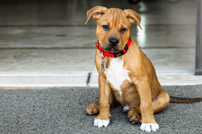 9 Fascinating Facts About The Pitbull Boxer Mix - Green Parrot News