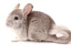 All You Need To Know About Caring For A Pet Chinchilla - Green Parrot News