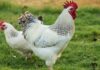 All You Need To Know About Delaware Chicken Breeds - Green Parrot News