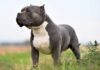 All You Need To Know About The American Bully - Green Parrot News