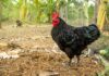All You Need To Know About The Australorp Chicken