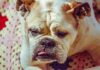 Minyatür İngiliz Bulldog Hakkında Bilmeniz Gereken Her Şey - Yeşil Papağan Haberleri