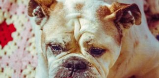 All You Need To Know About The Miniature English Bulldog - Green Parrot News