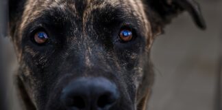 All You Need To Know About The Pitbull Mastiff Mix - Green Parrot News