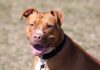 All You Need To Know About The Red Nose Pitbull - Green Parrot News