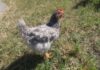 Alles wat u moet weten over de Sapphire Gem Chicken - Green Parrot News