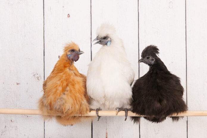 All You Need To Know About Raising Silkie Chickens - Green Parrot News