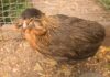 Araucana Chickens; The Ultimate Care Guide - Green Parrot News