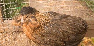 Araucana Chickens; The Ultimate Care Guide - Green Parrot News