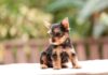 Best 10 Teacup Dog Breeds For Tiny Pet Lovers - Green Parrot News